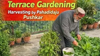 Terrace Gardening Harvesting 🌱 | Fresh organic vegetables from a lush rooftop garden #trending 