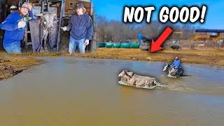 One Of Our BEST PBR bulls Tried to Escape!