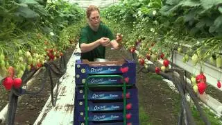 Agent de production conditionnement chez Oc&eacute;ane
