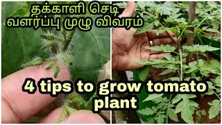 4Tips to grow your Tomato plant 🍅 (Tamil)||எளிமையான முறையில் தக்காளி செடி வளர்க்கலாம்