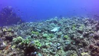 Royal Evolution Diving Holidays Sudan May June 2014