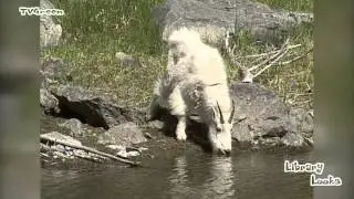 LibraryLook: Mountain goat - oreamnos americanus