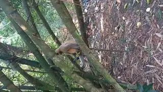 Langur Monkey Feeding Time