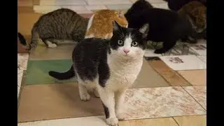 Il Gattile Sanitario d'inverno