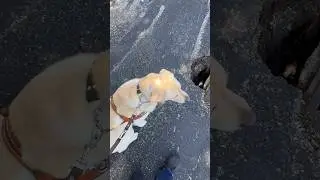 My guide dog stop for a random hole in the ground!  #guidedog #visuallyimpaired #dog #dogs #labrador