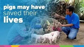 Pigs May Have Saved Their Lives | Cambodia | Orphan's Promise