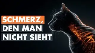 Der Schmerz, den sie verbergen: Das Rätsel der Bauchspeicheldrüse