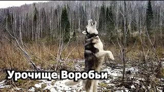 Урочище Воробьи