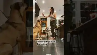 Dog Training - how do I teach my dog new tricks? #consistency #motivation #emotionalsupportdog #dogs