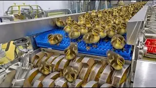 A Day in the Life of Farm Ducks 🦆🌿