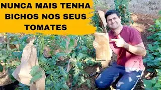 Colha TOMATE sem BICHO! Como CUIDAR do TOMATEIRO para EVITAR a PRAGA da BROCA e aumentar a PRODU&Ccedil;&Atilde;O