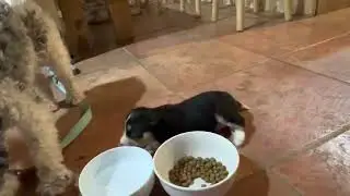 Ben - RARE Mini Ba-Schnaussie Pup!  (50% Basenji, 37.5% Mini Schnauzer, 12.5% Mini Aussie)
