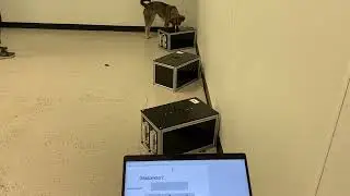 Olfactometer Box Demonstration