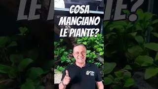 🌿 How do aquarium plants feed?