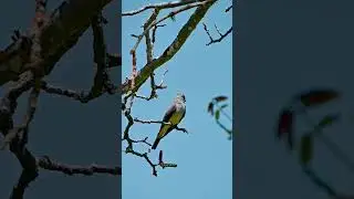 A handsome western kingbird #birdwatching #nature #birding #naturelovers