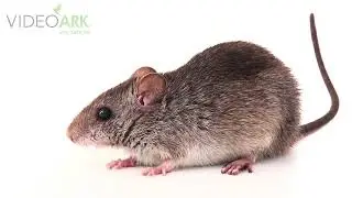 A federally endangered silver rice rat (Oryzomys palustris natator) from Saddlebunch, Florida.