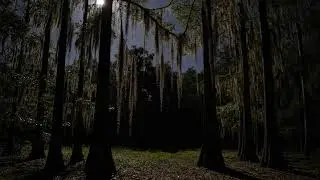 🔴 LIVE 🌿 Soothing Forest Sounds with Relaxing Ambience for Deep Sleep, Focus on Study & Anxiety