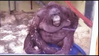 MONKEY FALL HAHAHA 2x SPEED