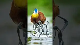 Птица со слишком большим количеством ног