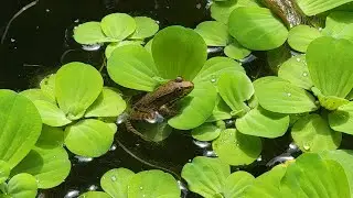 Fish Babies! Will My Pond Become Overpopulated with Rosy Red Minnows?