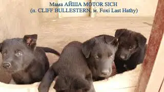 Щенки рабочей линии немецкой овчарки питомника МОТОР СИЧ. АЙША MOTOR SICH & MORRO MARINCHUK K-9.