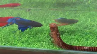 4k video of betta fish want to eat insect.