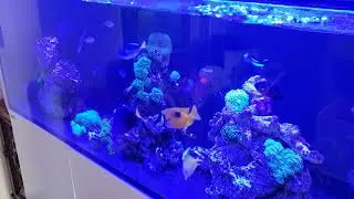 Red Sea Reefer 450
