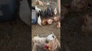 Betapa indahnya hidup di desa kecil bagian dari Canada dan beternak ayam untuk dimakan telornya 