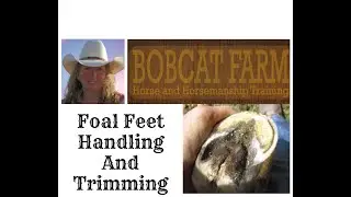 Foal Feet Handling And Trimming