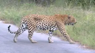 Leopard crossing Road 18 feb 2013 Kruger