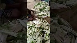 Kweda flower, it's only Odissa coastal belt, Ganjam district, Pls contact me 8249458622