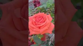 🌱 Beautiful roses Plants In My Garden🪴🥰|#homegarding 🏡🧑&zwj;🌾🪴🥰#ytshots #viral_shorts#rose