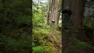 Showing the Giant Cedar Trees