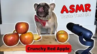 Dog  ASMR - Eating Crunchy Apple | Taste Test #3