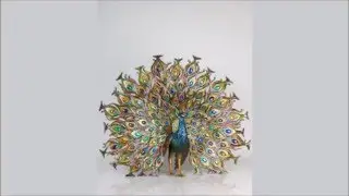 Stanton Fan Tail Peacock Figurine