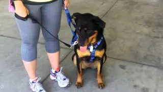 First Lesson Results Dog Evolution Training System by David Utter