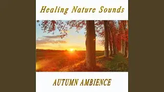 Calming Autumn Forest Sounds on a Fall Afternoon