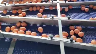 30000pcs per hour eggs washing drying packaging line