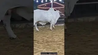 Heavy #Cow #Bachra #Cattle | Cow Mandi | Bakra Mandi 2023