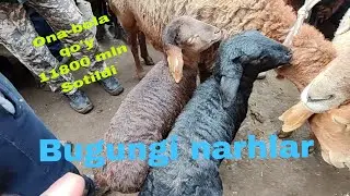 Qo'rg'ontepa qo'y bozori
