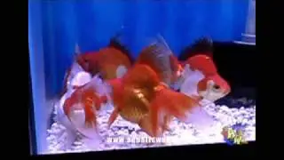 LARGE RED WHITE RYUNKIN GOLDFISH  -- www.aquaticwonderland.com