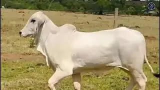 LOTE 049 IJCL 111
