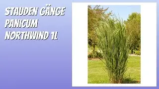 BEWERTUNG (2026): Stauden G&auml;nge Panicum Northwind 1L. Infos