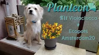 I Kit di Planteon: Violaciocca e Ecopots Amsterdam20