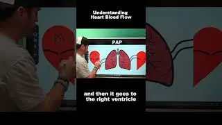 Understanding Blood Flow Through the Heart is Essential for Future Respiratory Therapists!