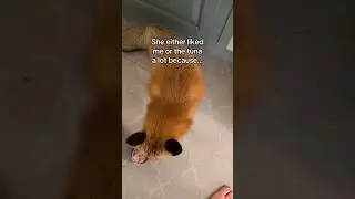 I saved a foxwhite Ice skating #SavingAnimals#AnimalRescue#HumanKindness#SaveLives#RescueStory