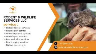 Eco-Friendly Rodent & Wildlife Control You Can Trust
