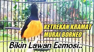 BORNEO BUNYI EMOSI !!! AMPUH BIKIN MURAI LAIN JADI NYAUT GACOR !!!