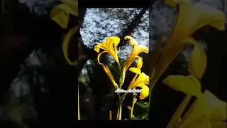 Beautiful yellow canna indica flowers  blooming in my garden🌸🌿🏡#shorts #viral #flowers #nature