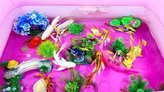 Let's explore what kindsof fish,sea creatures are in the inflatable tank#goldfish#animals#viralvideo